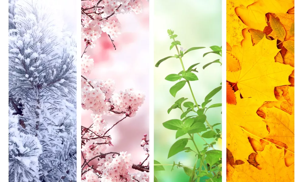 Four Seasons image